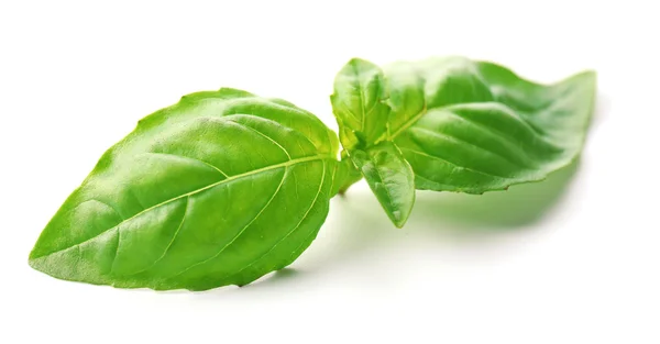 Green fresh basil — Stock Photo, Image