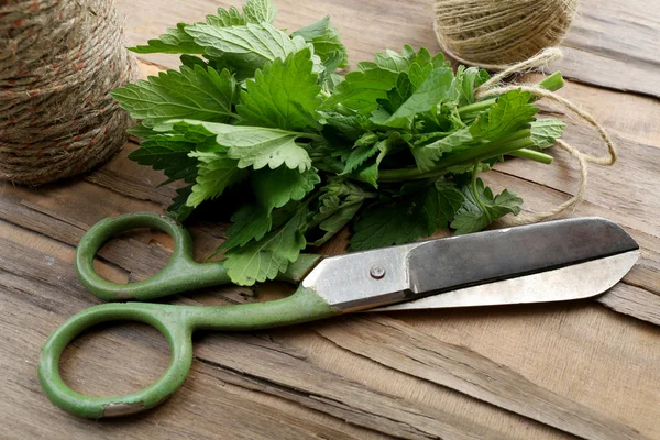 Lemon balm with rope and scissors — Stock Photo, Image