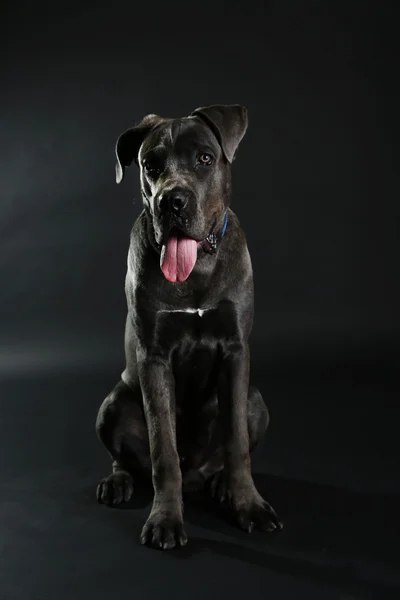 Cane corso italiano pies — Zdjęcie stockowe