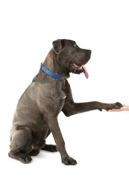 Cane corso perro italiano dar una pata a la mano humana, aislado en blanco — Foto de Stock
