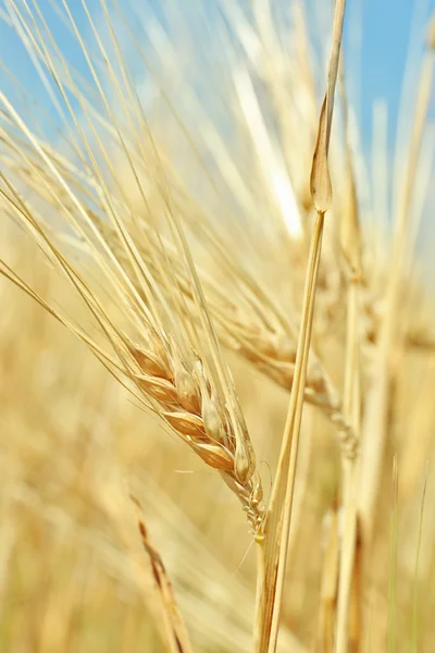 Ears of wheat on blue sky — Stock Photo, Image