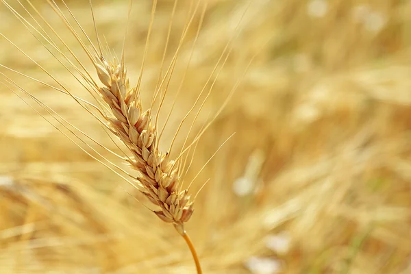 Uši pšenice zblízka — Stock fotografie