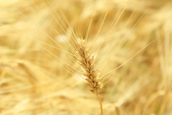 Buğday kulakları yakın çekim — Stok fotoğraf