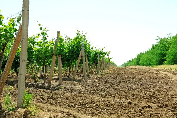 Plantação de vinha — Fotografia de Stock