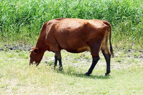 Pasoucí se kráva na louce — Stock fotografie