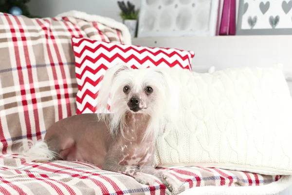 Chinese Crested dog resting on sofa — Stock Photo, Image