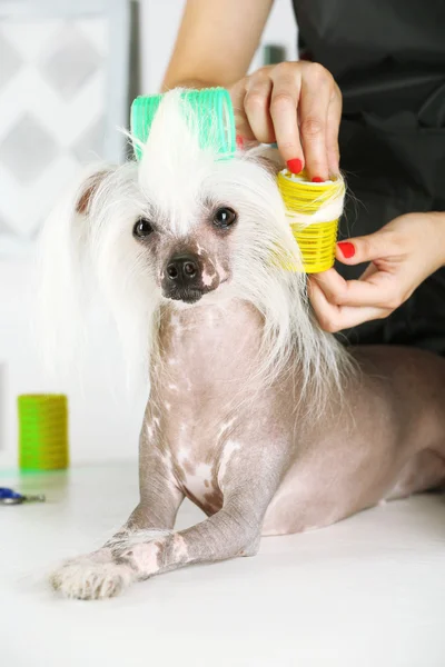 Chinese Crested hond bij barbershop — Stockfoto
