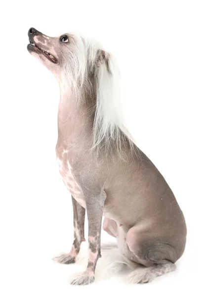 Chinese Crested dog — Stock Photo, Image