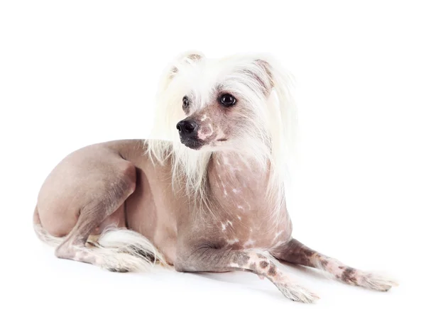 Chinese Crested dog — Stock Photo, Image