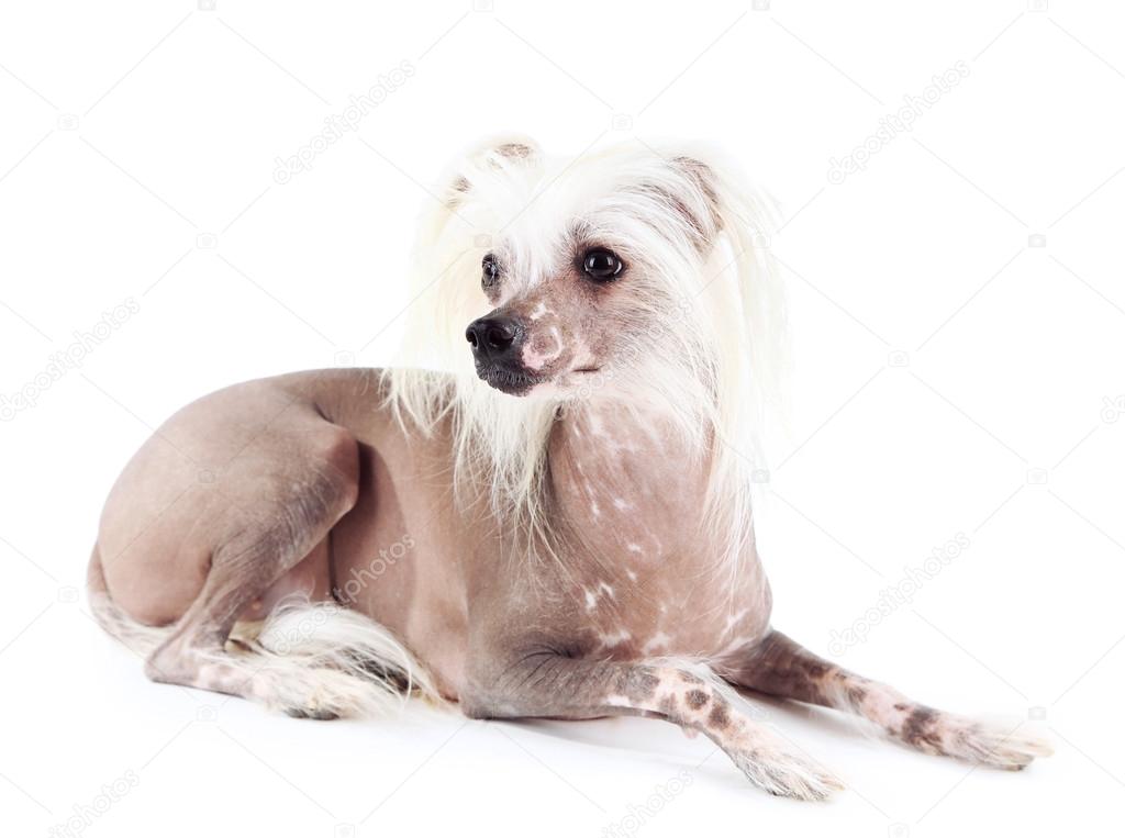 Chinese Crested dog