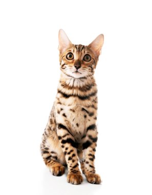 Beyaz izole güzel Bengal yavru kedi