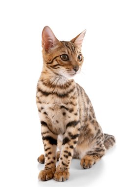 Beyaz izole güzel Bengal yavru kedi