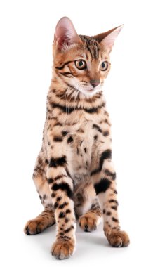 Beyaz izole güzel Bengal yavru kedi