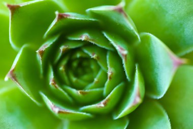 Güzel etli bitki yakın çekim