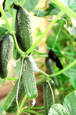 Yeşil salatalık üzerinde yeşil dal asmak.