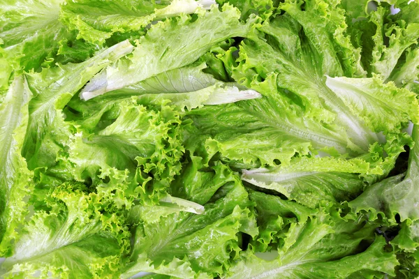 Green fresh lettuce close up — Stock Photo, Image