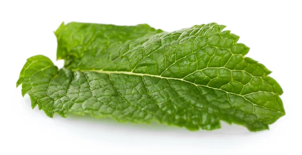 Grönt blad färsk mynta — Stockfoto
