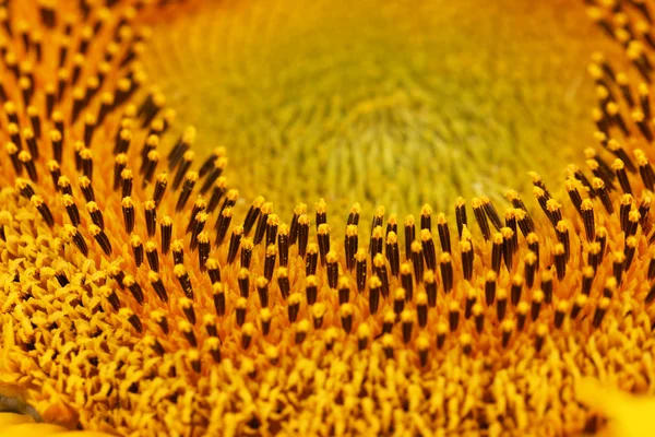 Beautiful sunflower close up — Stock Photo, Image