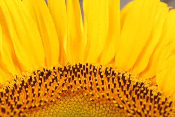 Красивий соняшник крупним планом — стокове фото