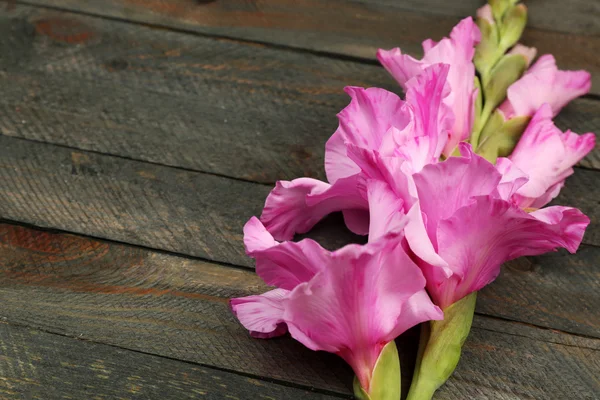 Beautiful gladiolus on wooden background — Stock Photo, Image