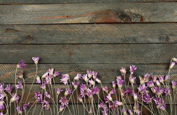 Hermosas flores silvestres — Foto de Stock