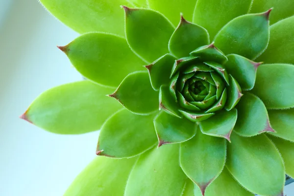 Schöne Sukkulente aus nächster Nähe — Stockfoto