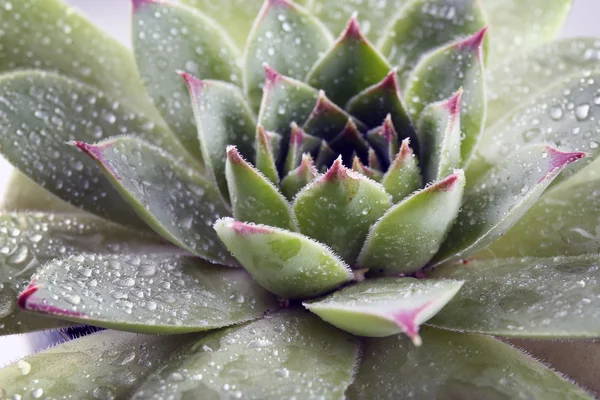 Hermosa planta suculenta con gotas de agua de cerca — Foto de Stock