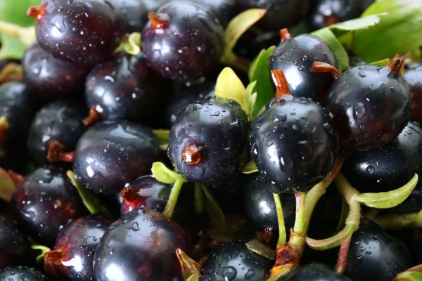 Pile of wet black currants, closeup — Stock Photo, Image