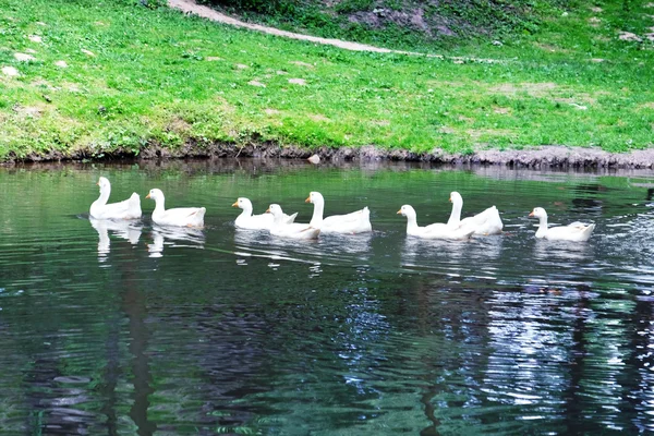 Gansos blancos en el agua — Foto de Stock
