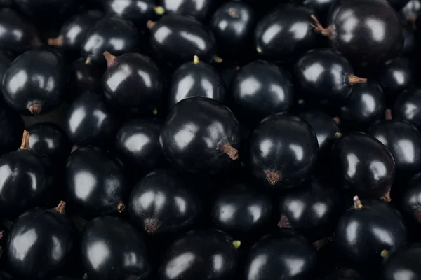 Vahşi Siyah frenk üzümü yığını kapat — Stok fotoğraf