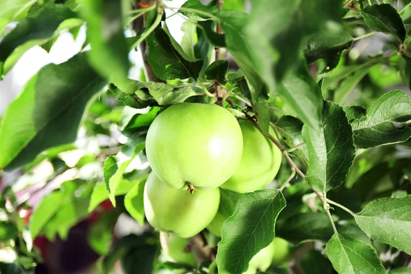 Groene appel op tak, close-up — Stockfoto