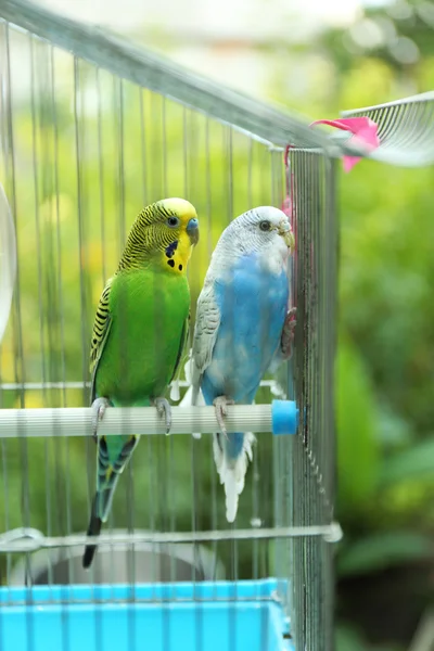 Cute colorful budgies in cage — Stock Photo, Image