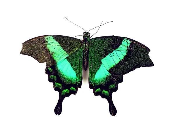Schmetterling isoliert auf weiß — Stockfoto