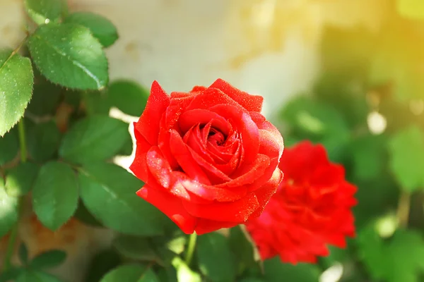 Piękny jasny róż w ogrodzie — Zdjęcie stockowe