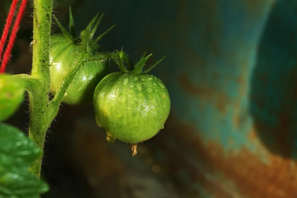 Wet green tomatoes on the garden bed — Stock Photo, Image