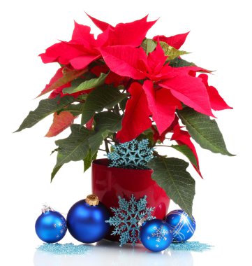 beyaz izole Noel topları ile güzel yılbaşı çiçeği