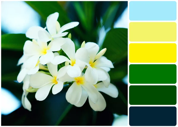 Plumeria blommor över gröna blad och palett av färger — Stockfoto