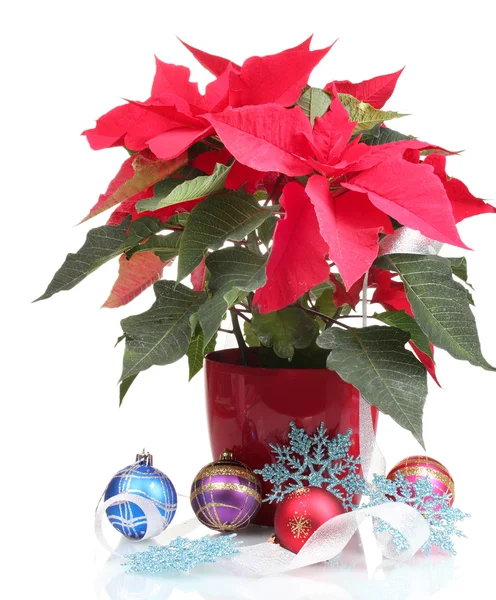 Krásné vánoční hvězda s vánoční koule izolované na bílém — Stock fotografie