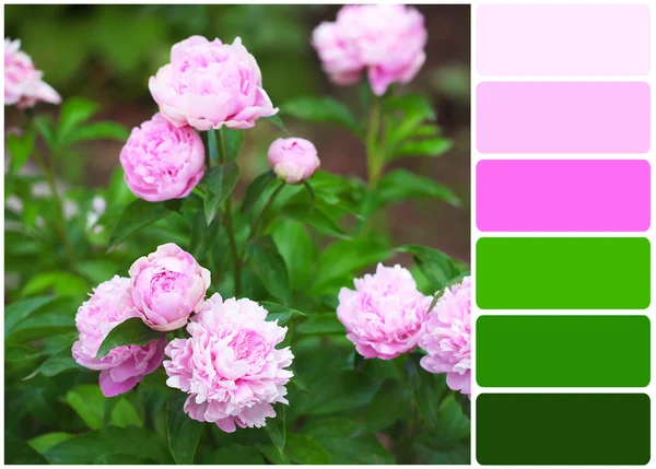 Peonies and palette of colors — Stock Photo, Image