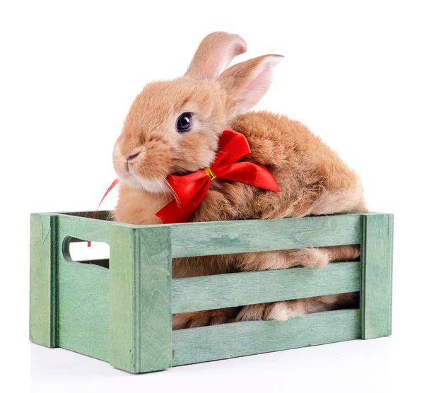 Little rabbit in wooden box isolated on white — Stock Photo, Image