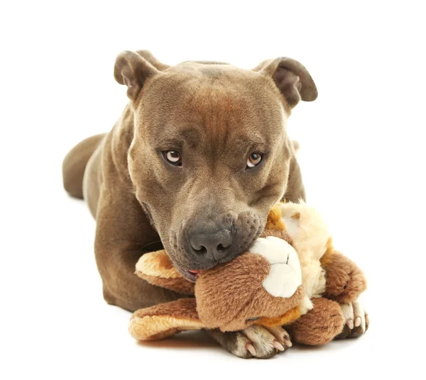 Cane con coniglio giocattolo rotto — Foto Stock