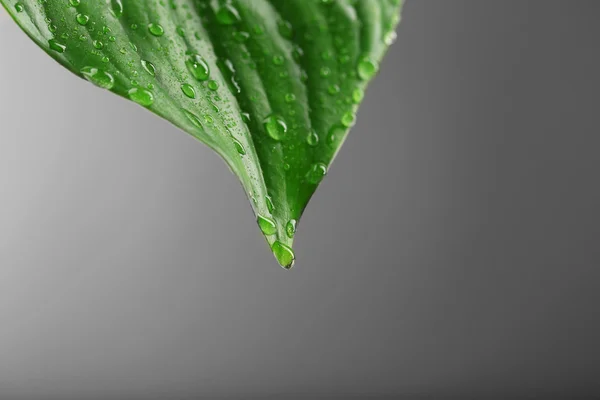 Hoja verde con gotitas — Foto de Stock