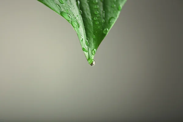 Folha verde com gotículas — Fotografia de Stock