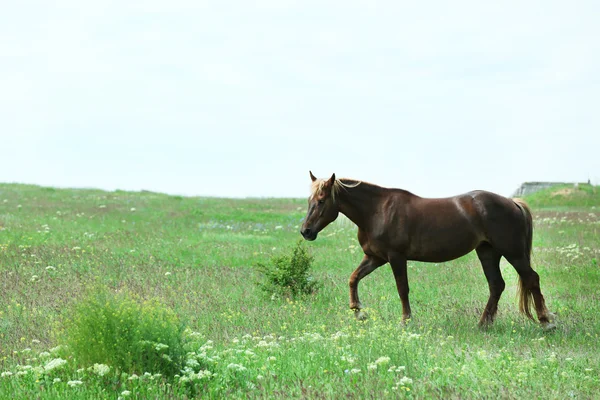 Beau cheval brun pâturage sur prairie — Photo