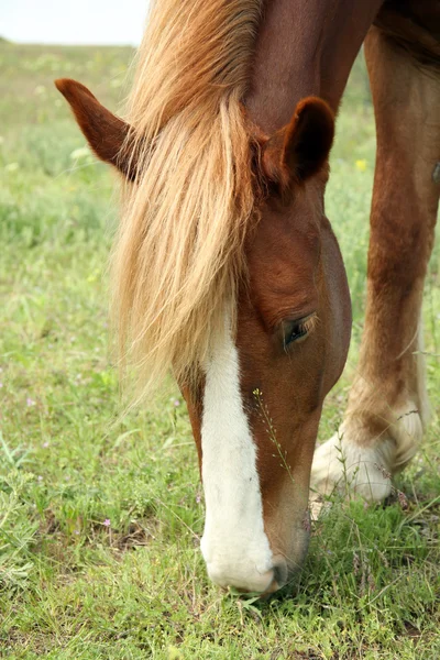 Vackra bruna häst som betar på ängen — Stockfoto