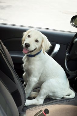 Şirin Labrador retriever köpek araba içinde