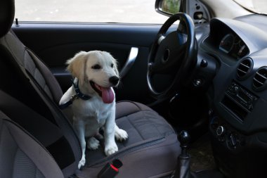 Şirin Labrador retriever köpek araba içinde