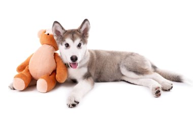 Yalan şirin Malamute köpek yavrusu