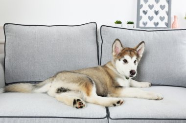 alaskan malamute şirin köpek yavrusu