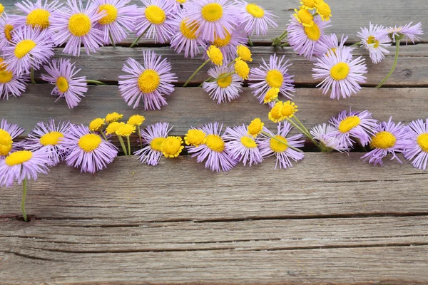 Beautiful small wild flowers — Stock Photo, Image